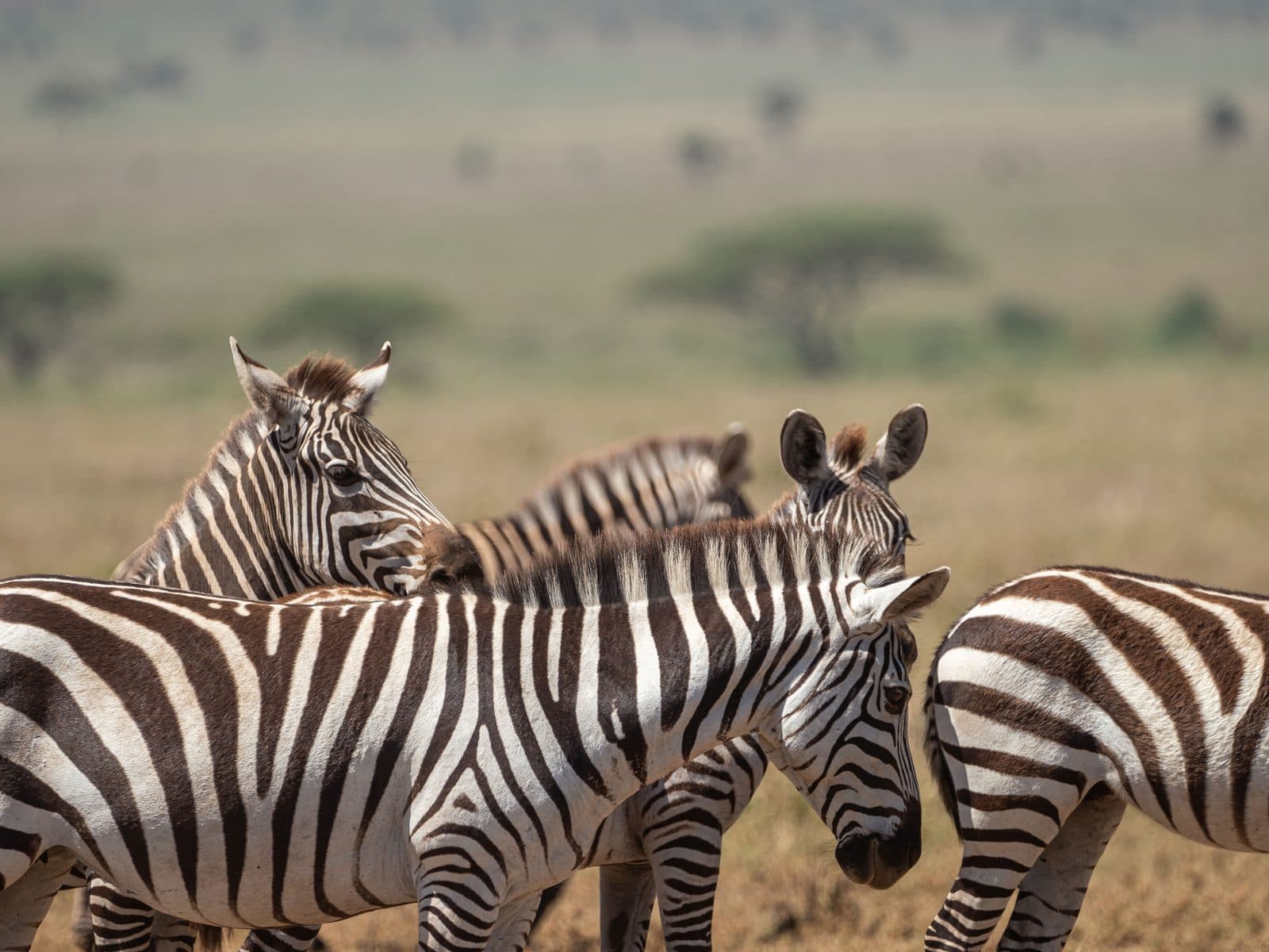 Zebraherde in der offenen Grasebene der Serengeti, im Hintergrund Schirmakazien