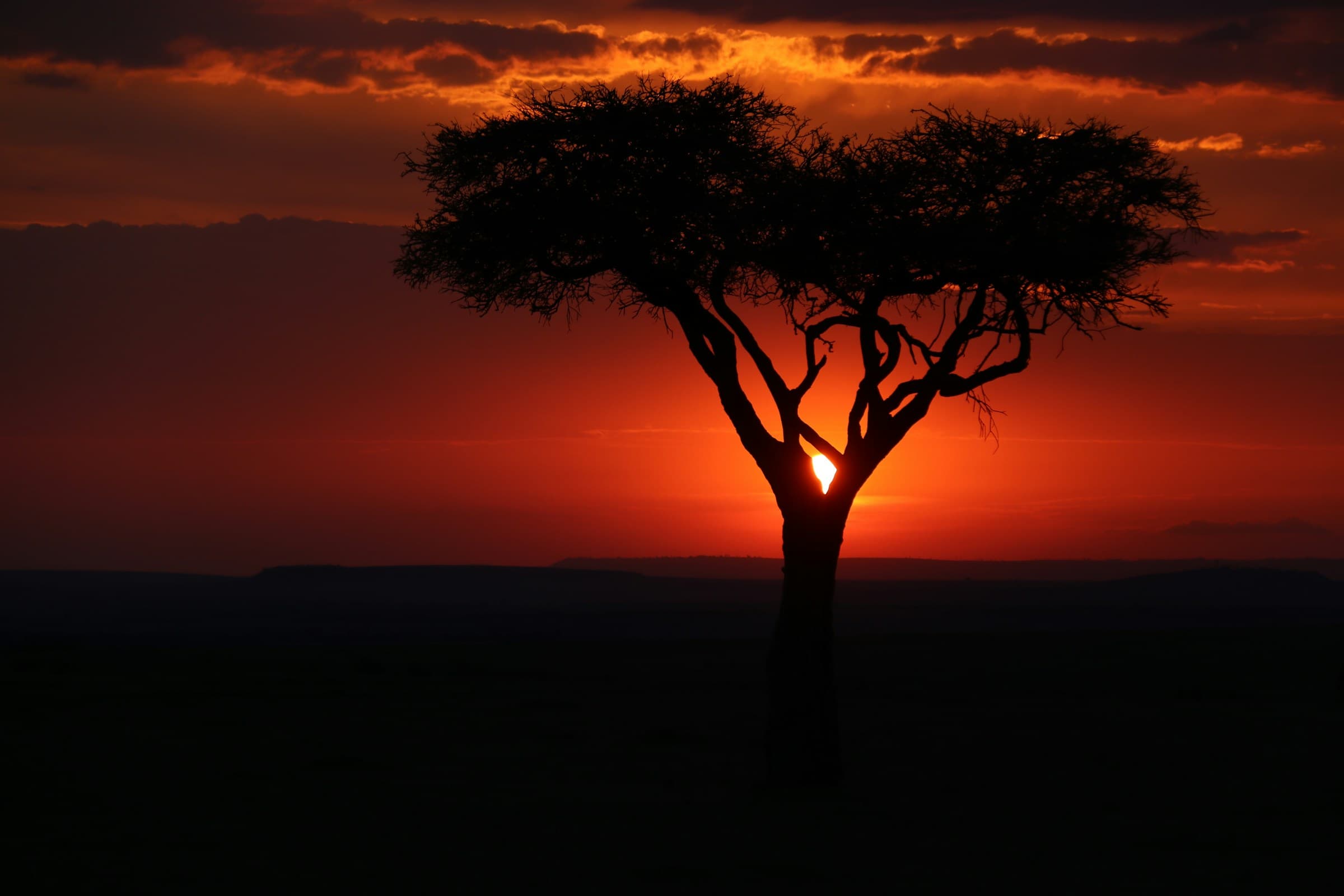 Weihnachten & Neujahr in Tansania – Safari, Sansibar und Festtage unter afrikanischer Sonne