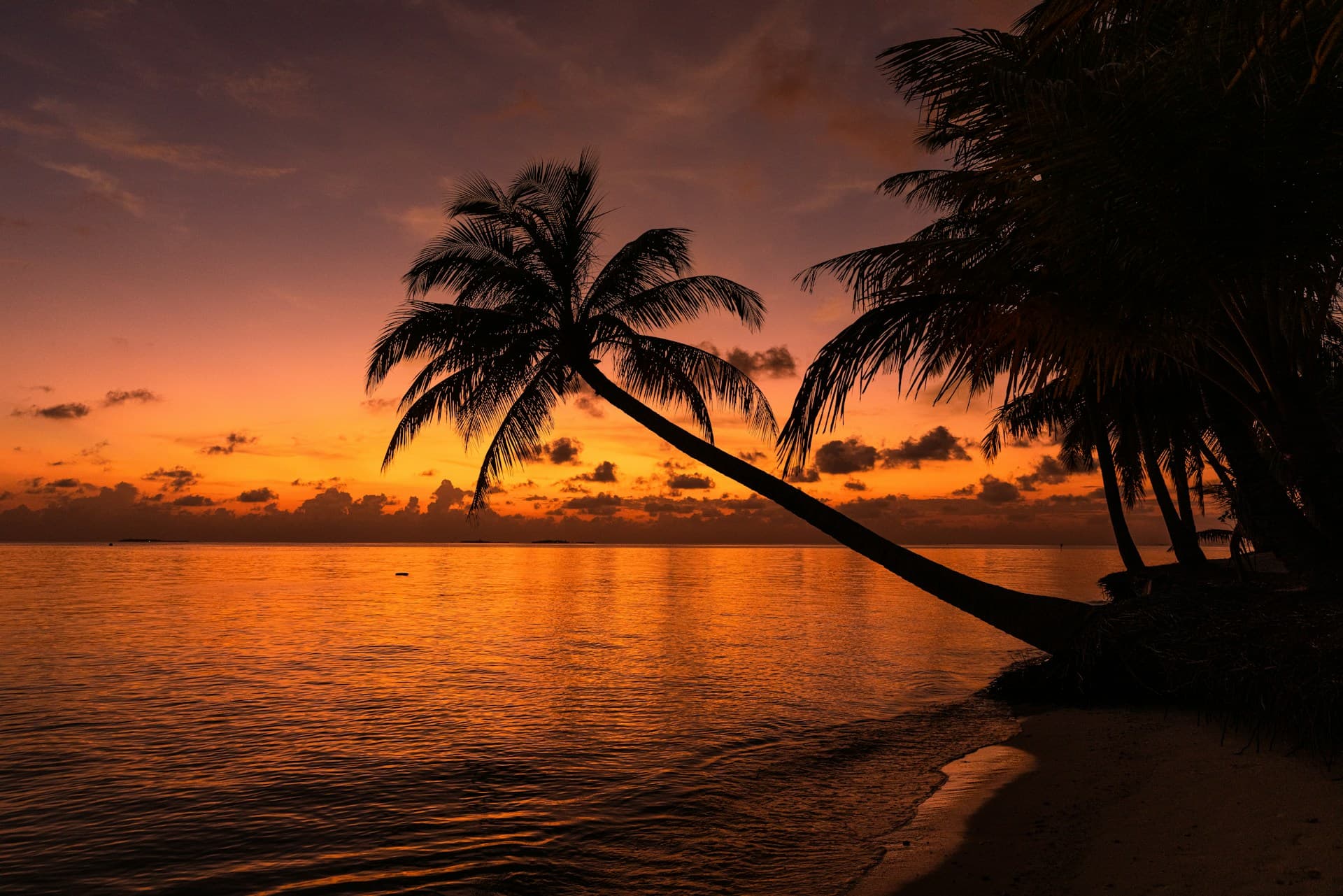 Sonnenuntergang am Strand von Sansibar mit Palmen zur Silvesterzeit