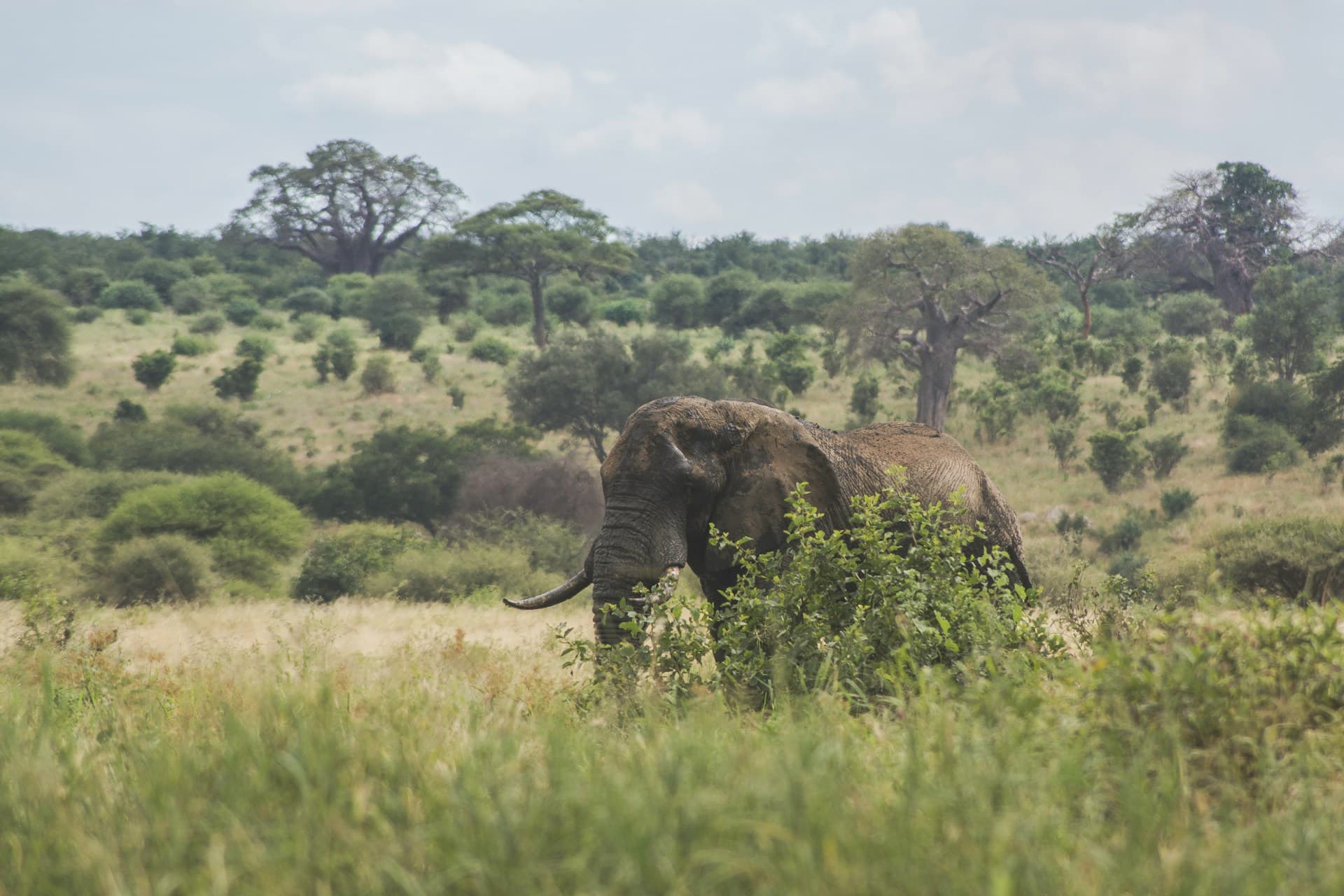 Grüne Savannenlandschaft der Serengeti während der kurzen Regenzeit im Dezember