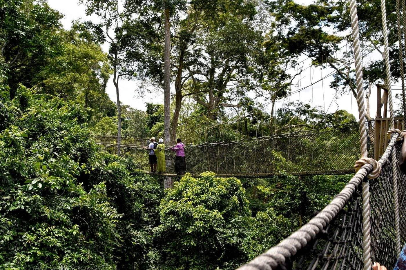 Canopy Walkway im Kakum Nationalpark Ghana – Hängebrücke 30 Meter über dem Regenwalddach in einem der letzten Tropenwälder Westafrikas