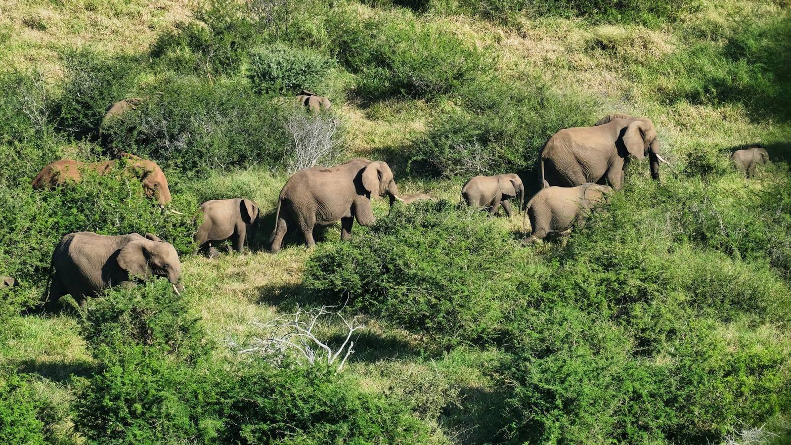 Elefantenherde in der Savanne des Mole Nationalparks, Ghana – Westafrikas größtes Wildreservat in der nördlichen Savannenlandschaft