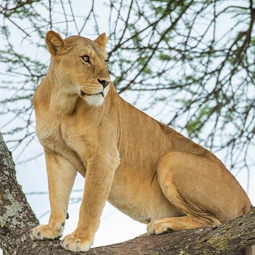 Lake Manyara