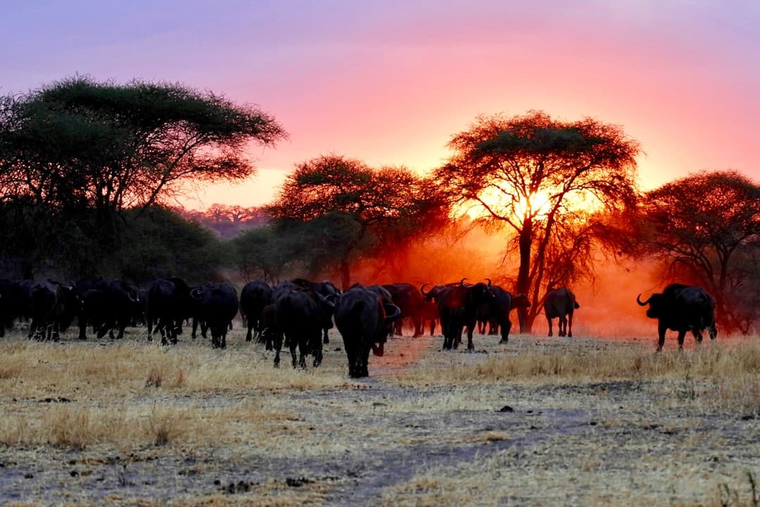 Tansania Safari Landschaft