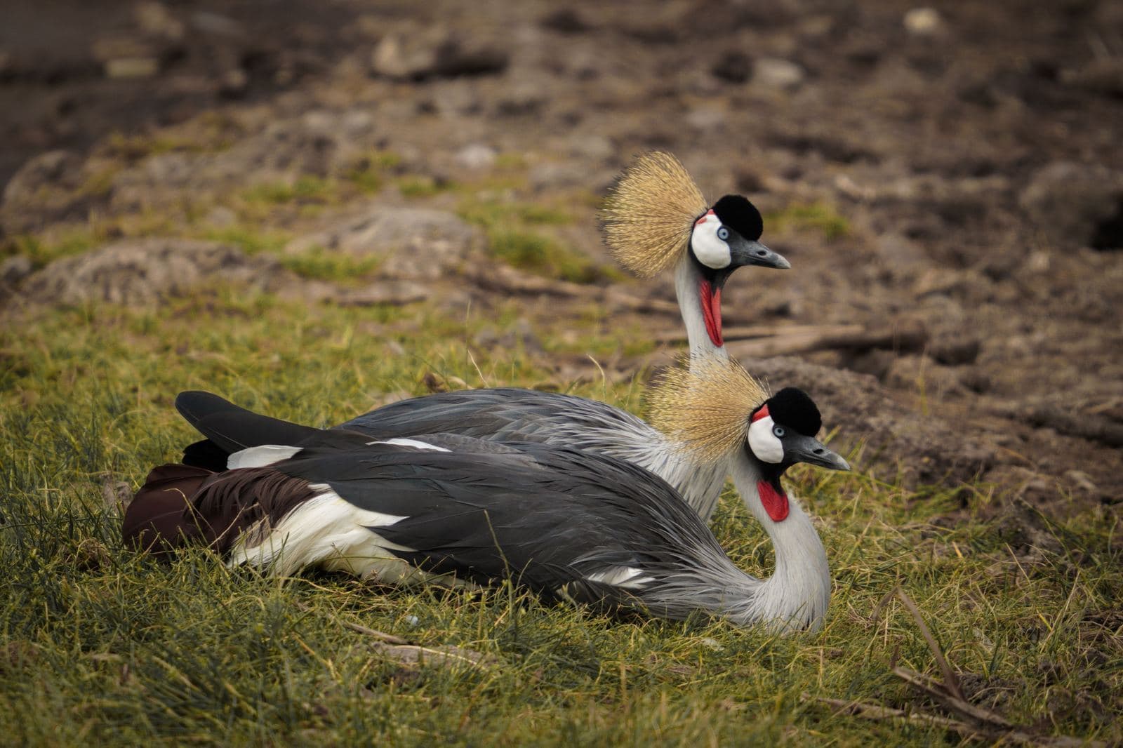 Ein Vogelparadies mit 400+ Arten