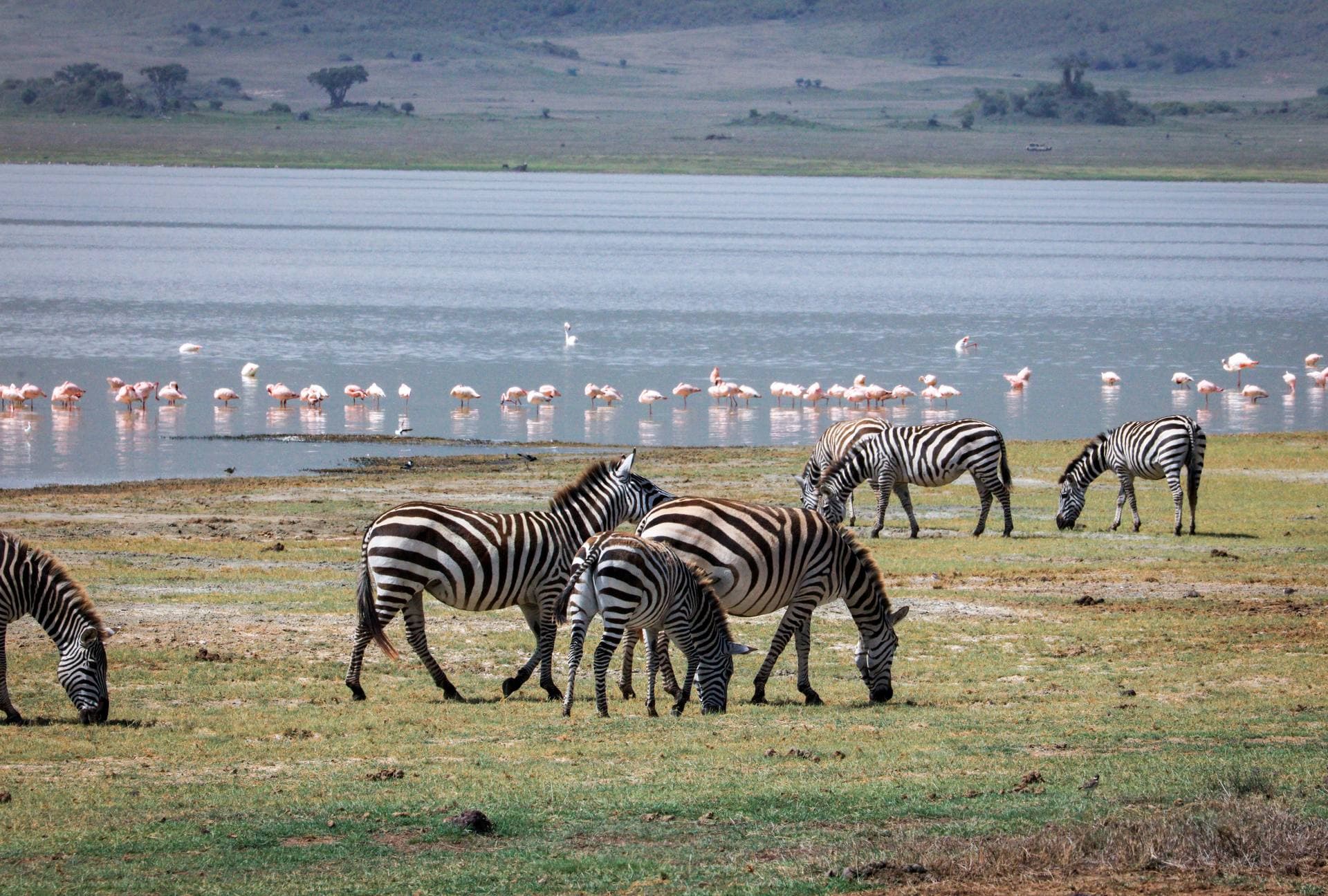 Lake Manyara Nationalpark mit Flamingos bei Sonnenuntergang