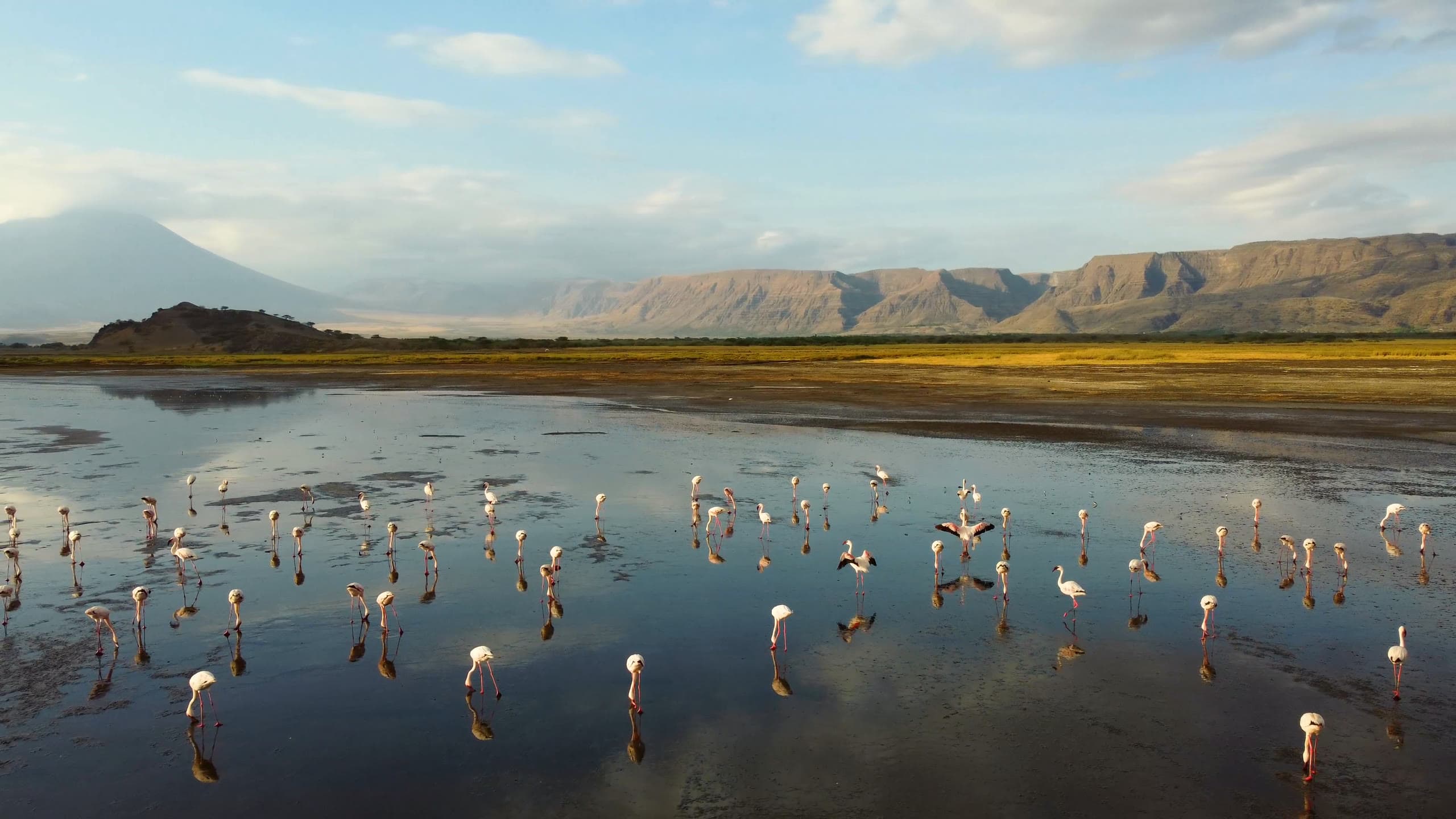 Zwergflamingos in den Flachwasserzonen des Lake Natron, dahinter die Rift-Steilwand und der Vulkan Ol Doinyo Lengai
