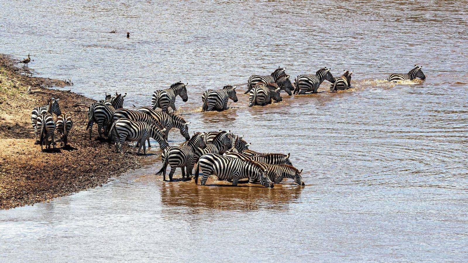 Zebras und Gnus überqueren den Mara-Fluss während der Großen Migration