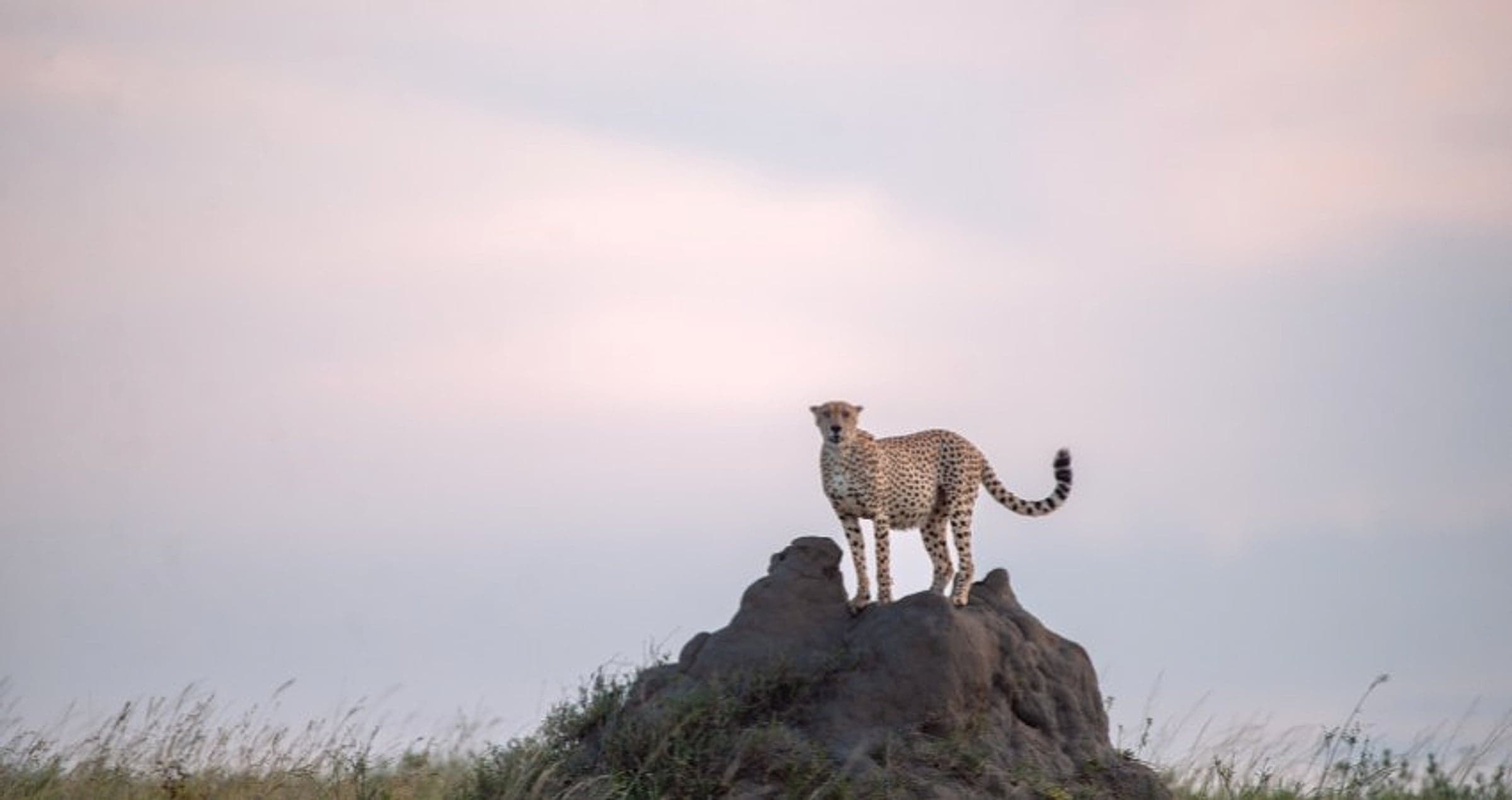 11 Tage Safari in Tansania und Sansibar