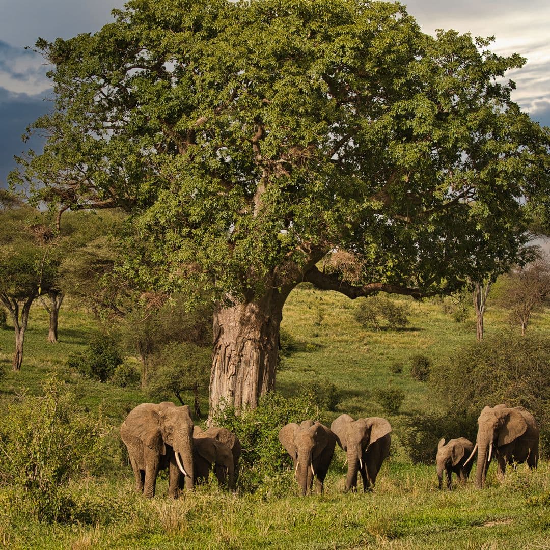 Elefantenherde unter einem Baobab-Baum im Tarangire-Nationalpark, Tansania