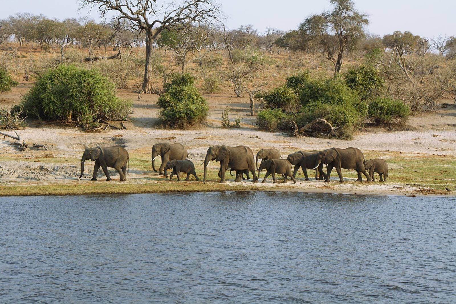 Elefantenfamilie am Chobe-Fluss – Flusssafari aus dem Boot im Chobe Nationalpark, Botswana