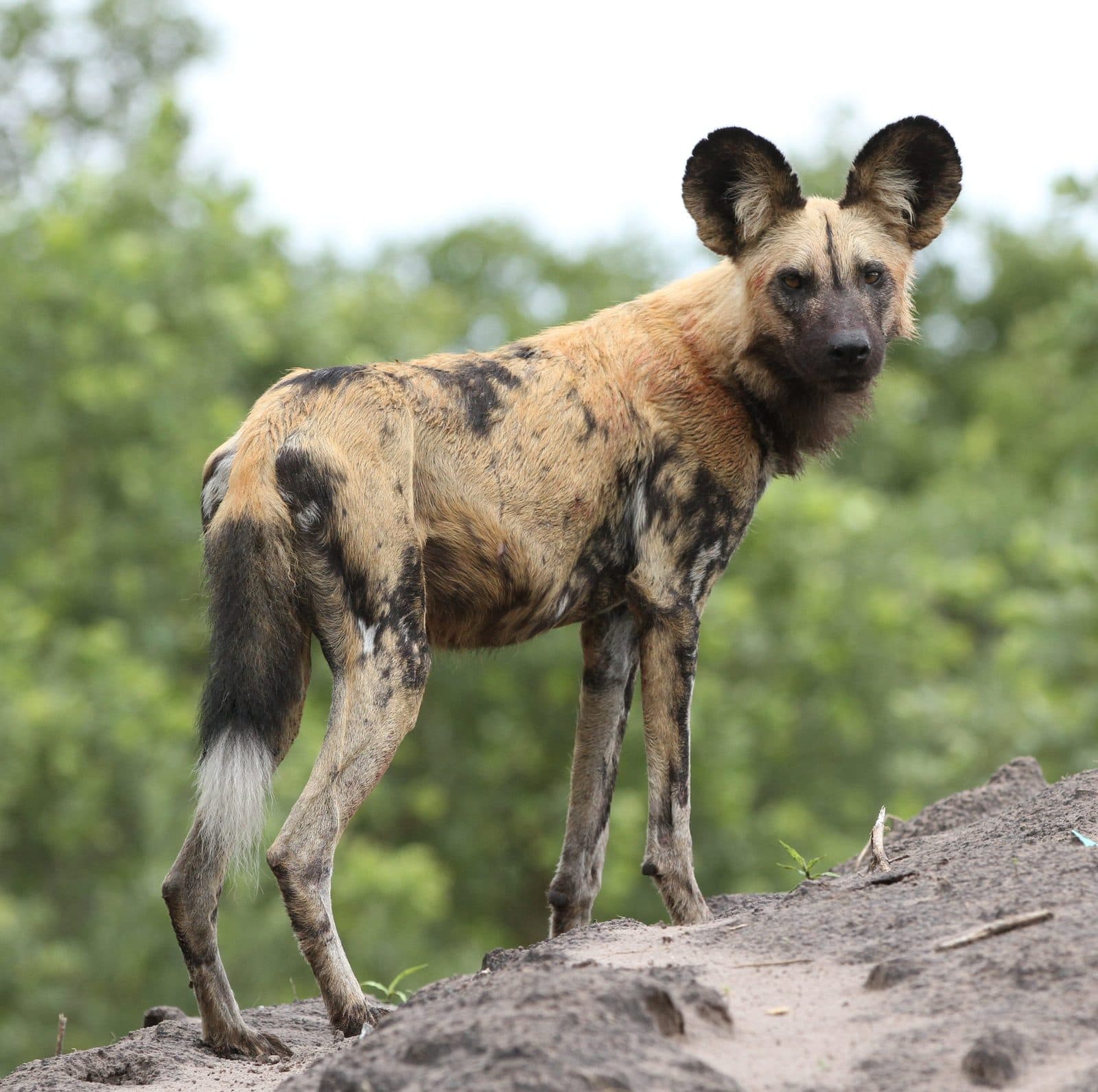 Afrikanischer Wildhund im Moremi Game Reserve, Botswana – eine der seltensten Tierarten Afrikas im Okavango-Ökosystem