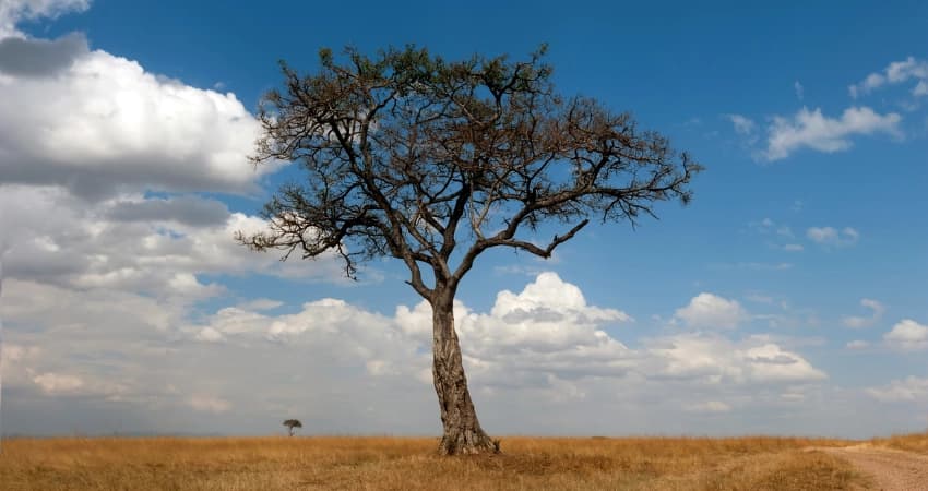Zebras und Gnus an einem Wasserloch im Tarangire