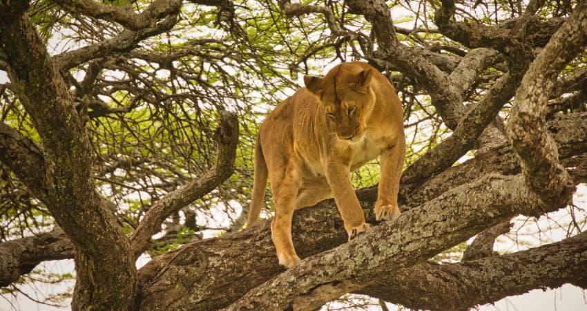 Baumkletternde Löwen – ein Rätsel der Natur