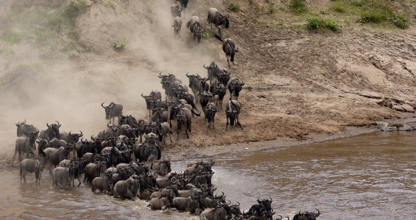 Neugeborenes Gnukalb bei seiner Mutter in der Ndutu-Region während der Kalbungszeit