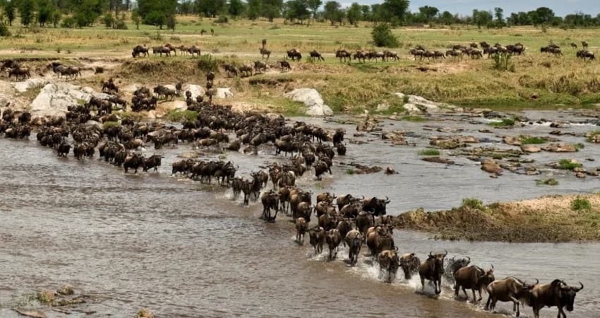 Weite Ebenen von Ndutu in der südlichen Serengeti mit wandernden Gnuherden