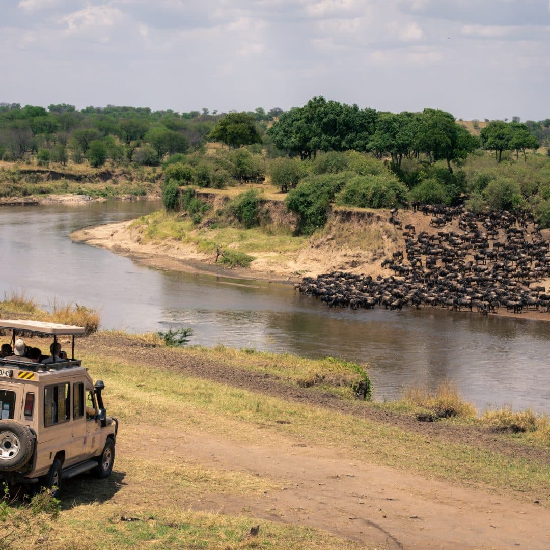 Safarifahrzeug beobachtet die Migration aus respektvollem Abstand in der Serengeti