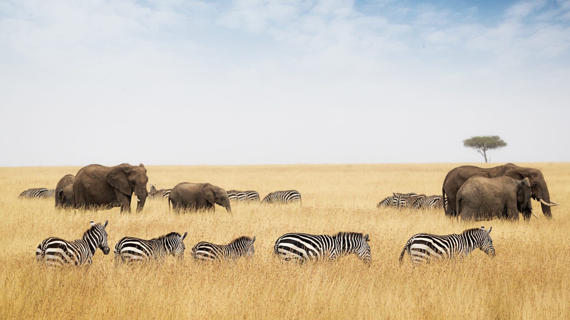 Zebra- und Elefantenherde in der goldenen Savanne der Masai Mara