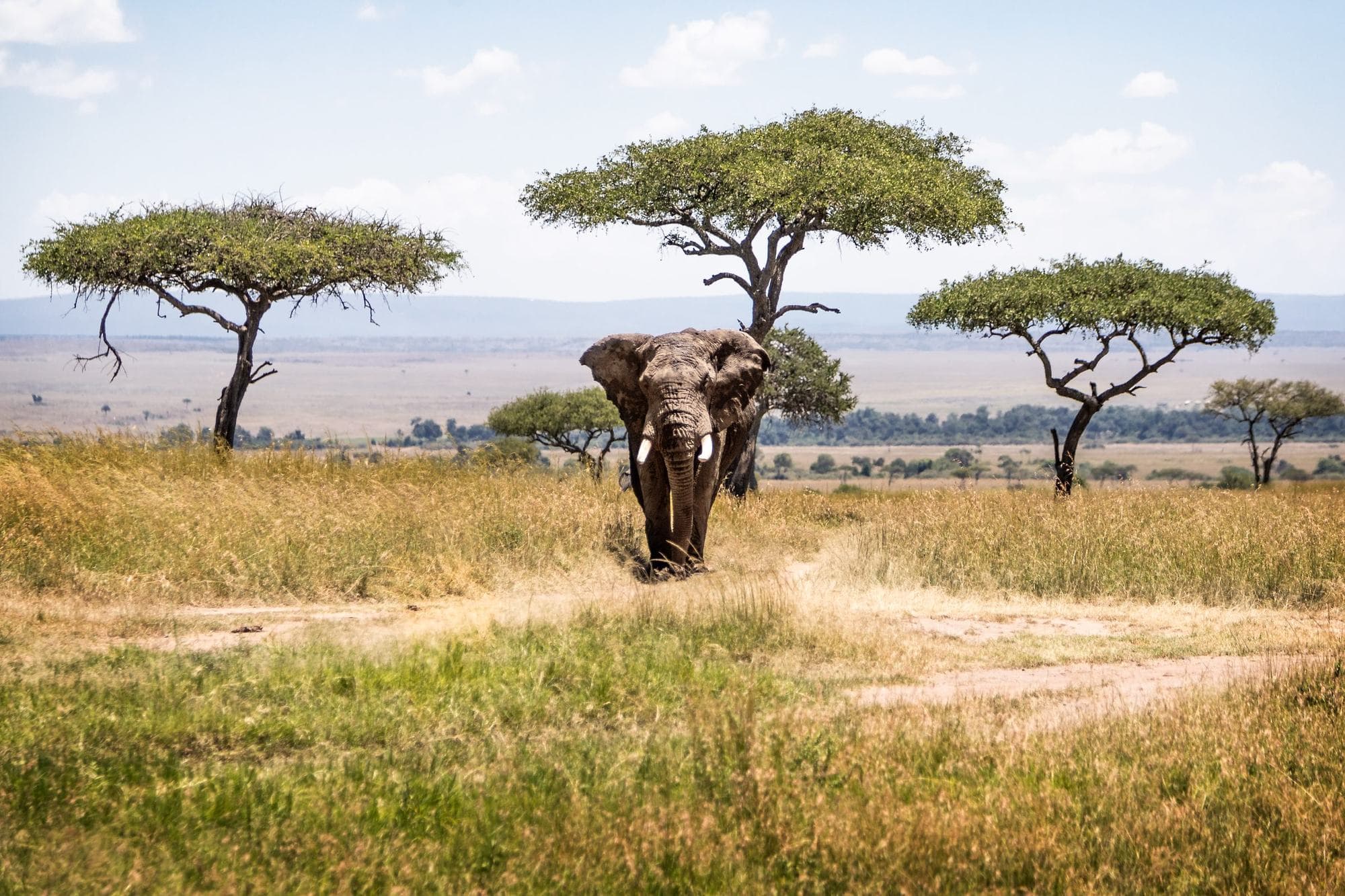 13 Tage Kenia Safari: Massai Mara bis Diani Beach