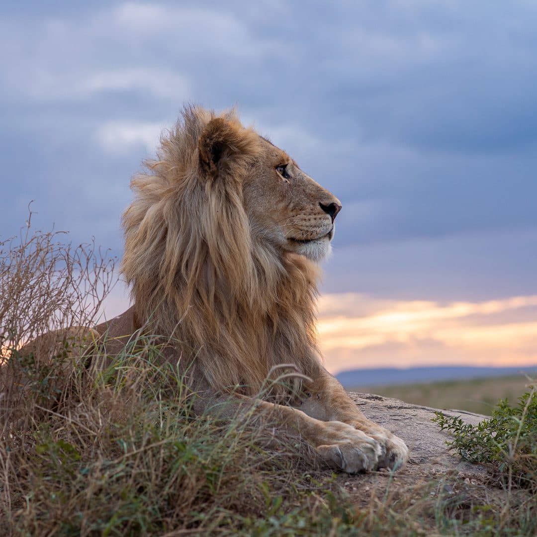 Löwe in der Serengeti bei Sonnenuntergang