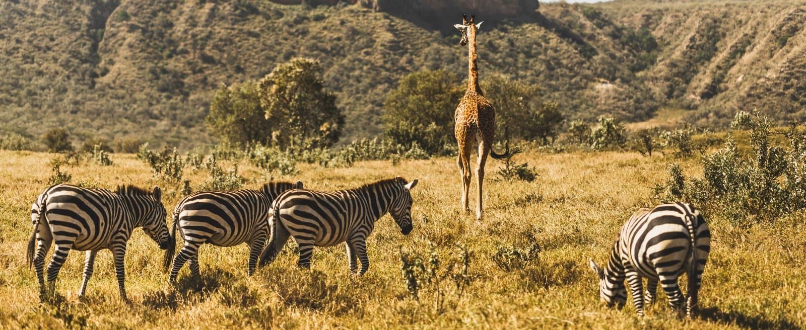 14 Tage Luxus-Safari und Strand in Kenia