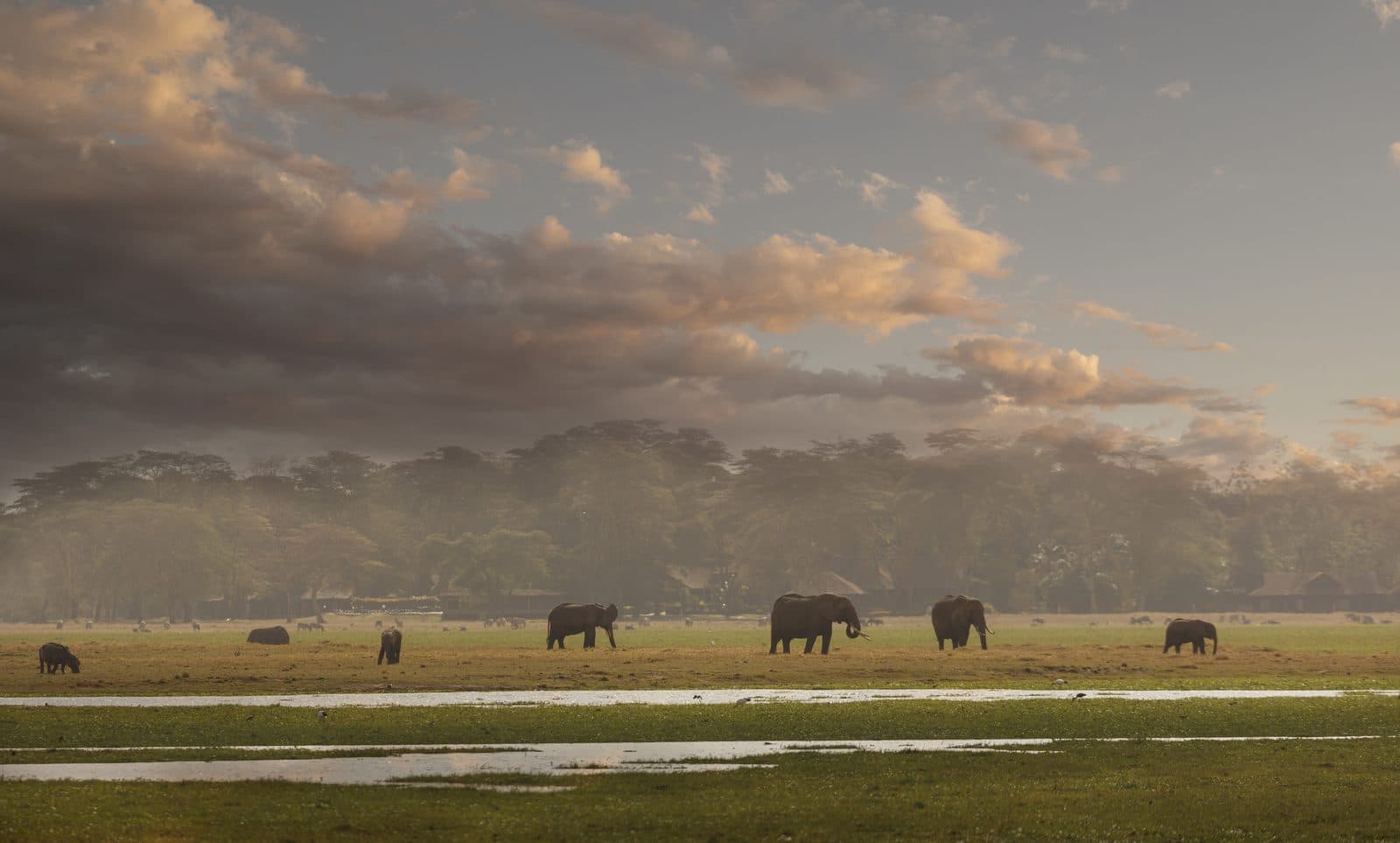 Elefantenherde im Amboseli Nationalpark mit dem schneebedeckten Kilimandscharo im Hintergrund – das ikonischste Panorama Kenias