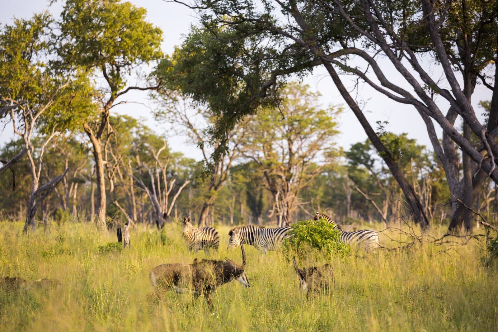 Oryx und Zebras im Central Kalahari Game Reserve, Botswana – Wildnis im größten Schutzgebiet Afrikas mit roten Dünen und fossilen Flussbetten