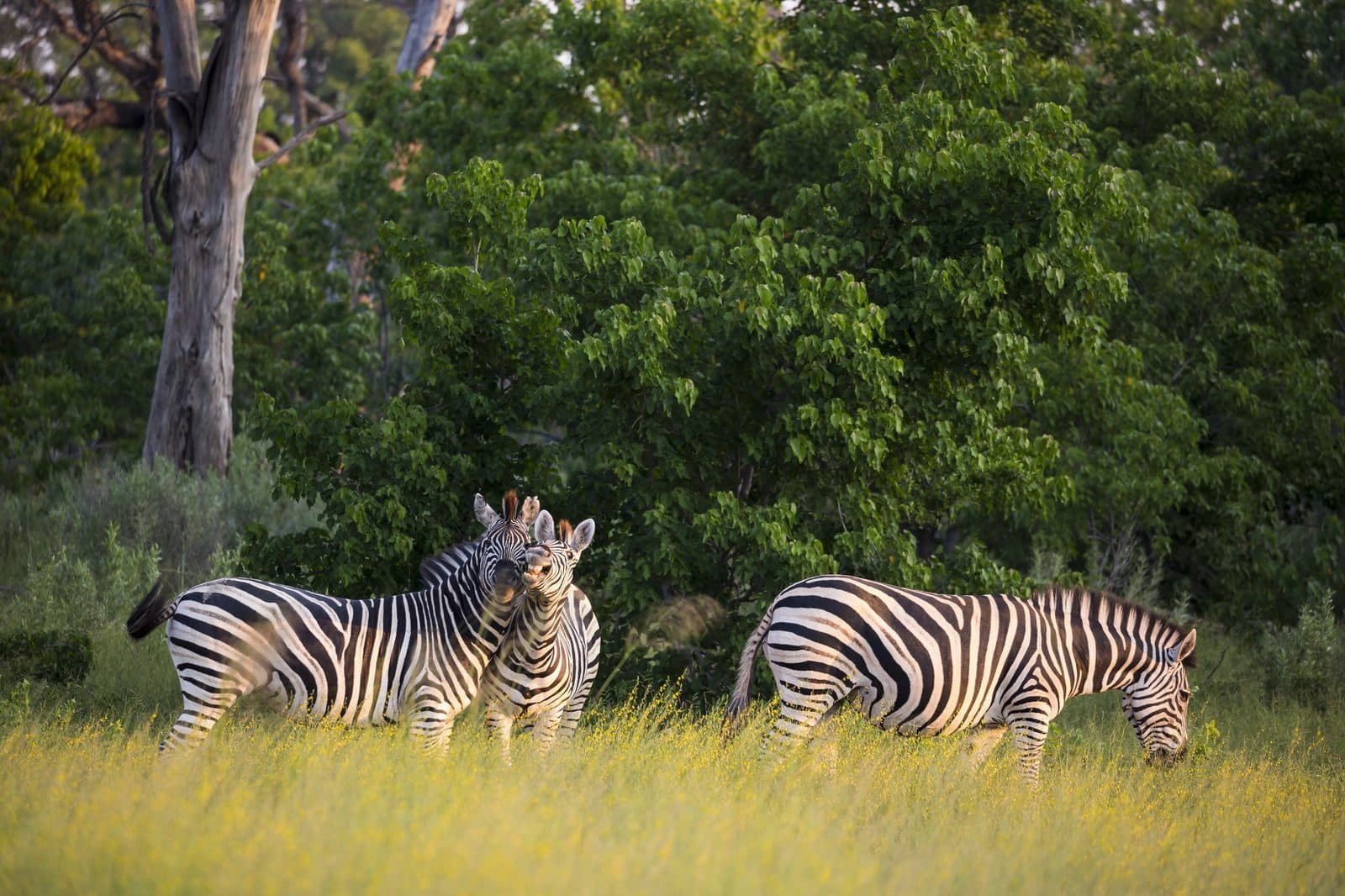 Zebraherde in der Abendsonne nahe den Makgadikgadi Salzpfannen, Botswana – Zebrawanderung in der Kalahari