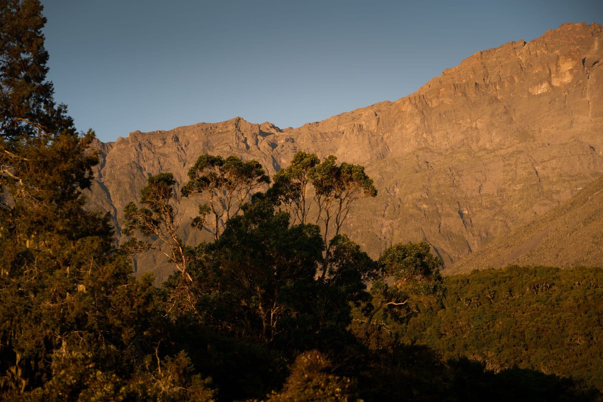 Mount Meru im goldenen Abendlicht hinter dem Bergwald des Arusha-Nationalparks