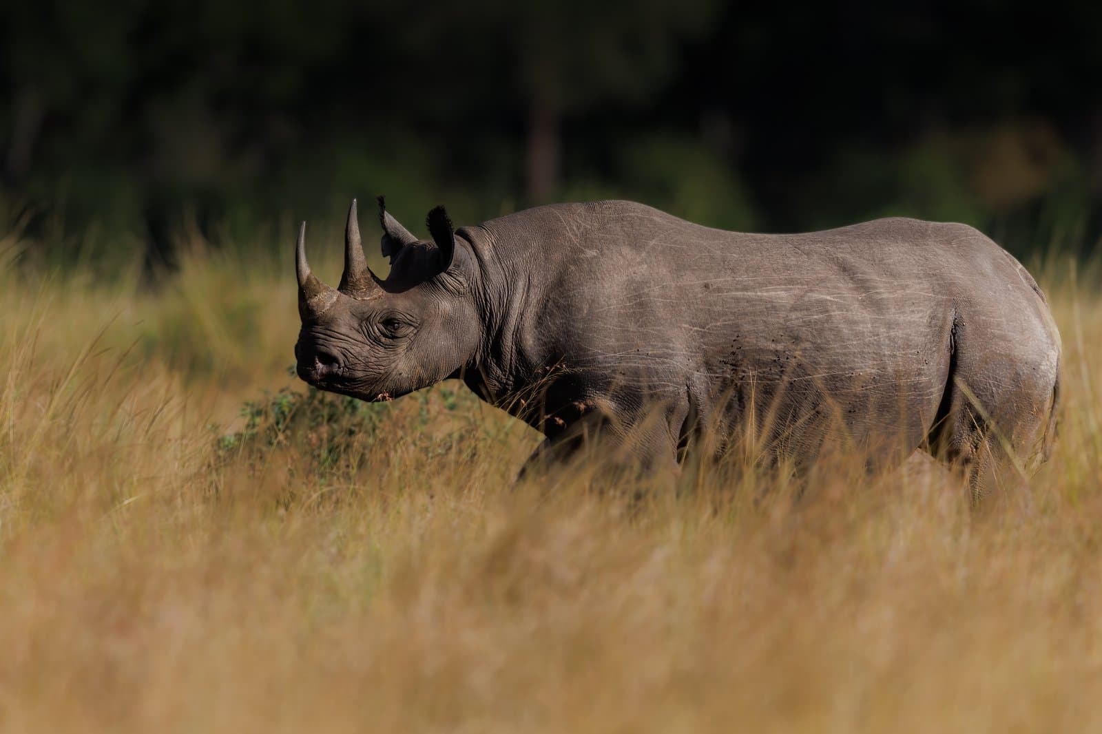 Spitzmaulnashorn in einem kenianischen Schutzgebiet – eine der seltensten Tierarten Afrikas, beheimatet auf dem Laikipia Plateau und in privaten Conservancies