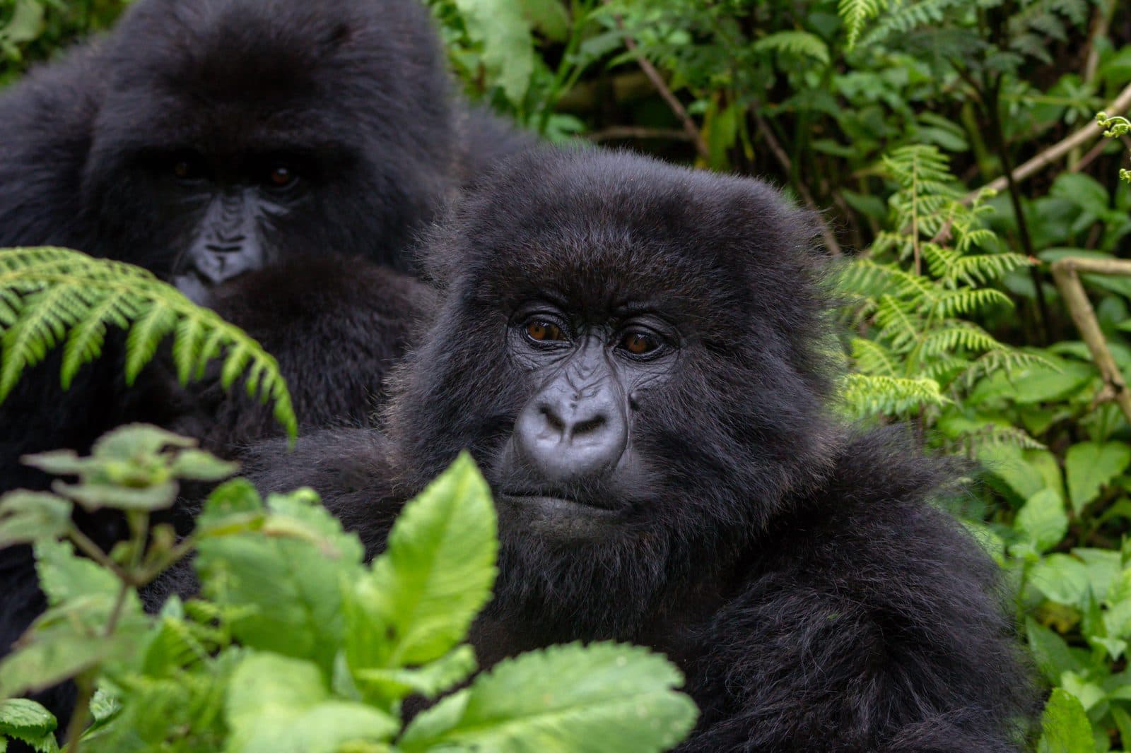 Berggorilla-Trekking im Volcanoes Nationalpark, Ruanda – Begegnung mit einer habituierten Gorilla-Familie in den Nebelwäldern der Virunga-Vulkane