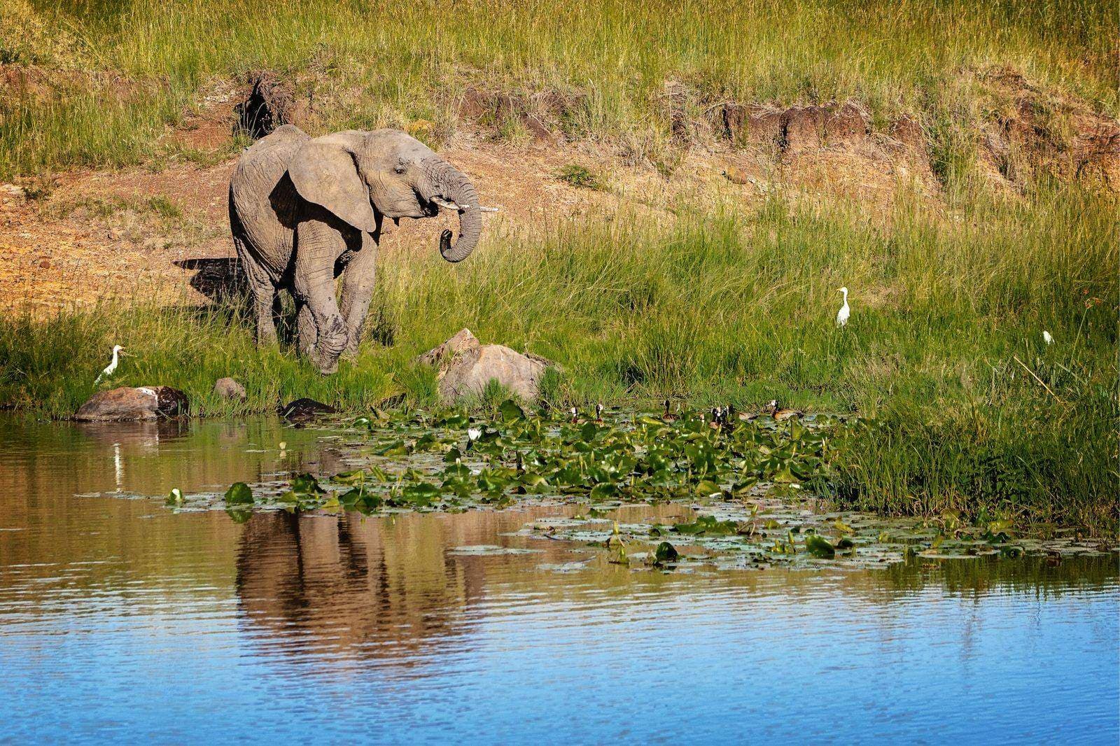 Elefant in einem Wasserweg des Okavango-Deltas neben einem traditionellen Mokoro-Kanu – stille Begegnung im UNESCO-Naturerbe Botswana