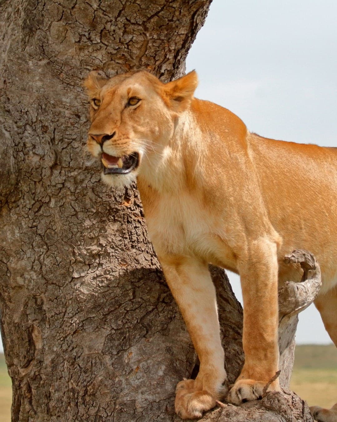 Kenia