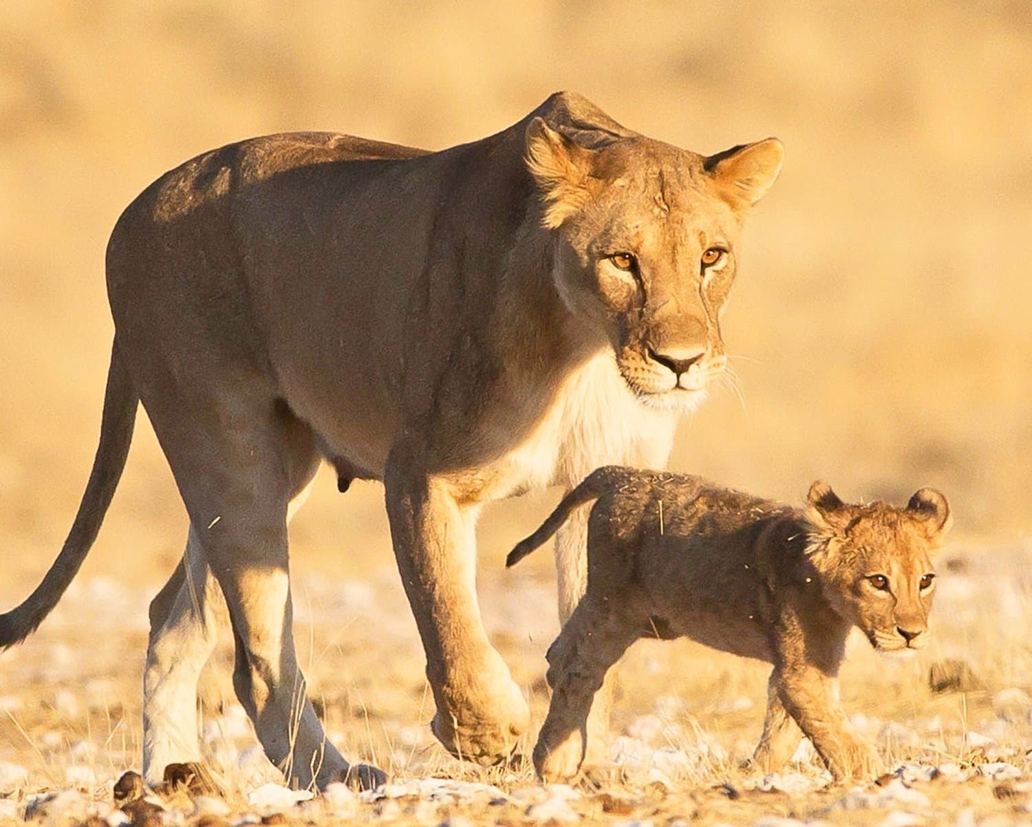 Panoramablick über den Ngorongoro-Krater — Tansanias exklusivstes Wildtiererlebnis