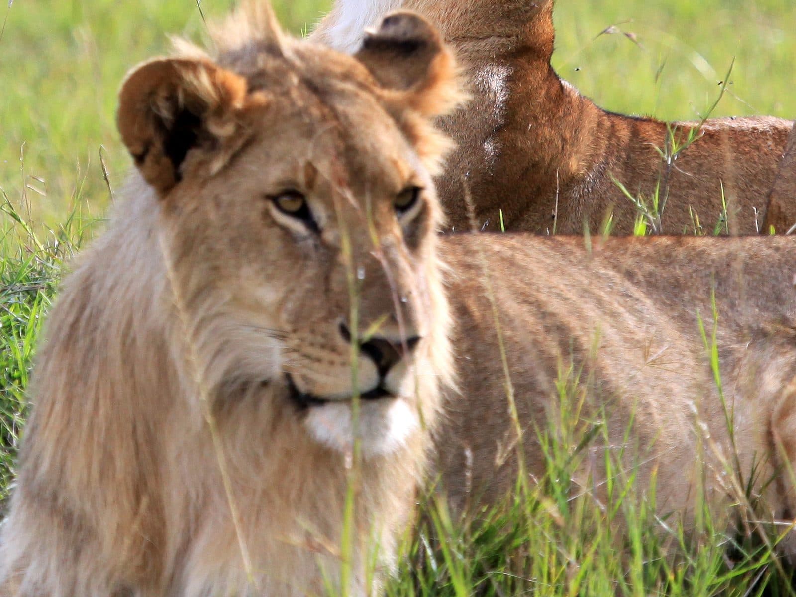 Junger Löwe im hohen grünen Gras der Masai Mara, dahinter eine liegende Löwin