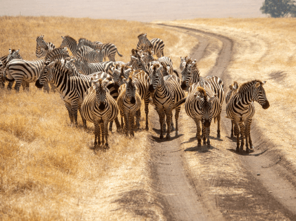 Löwen im Ngorongoro-Krater – dichtes Wildtiervorkommen im UNESCO-Weltnaturerbe Tansania