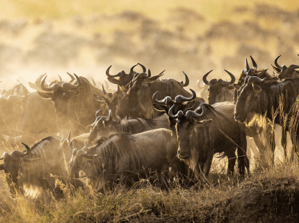 Elefantenherde in der Serengeti Nationalpark Tansania – Große Migration und Big Five
