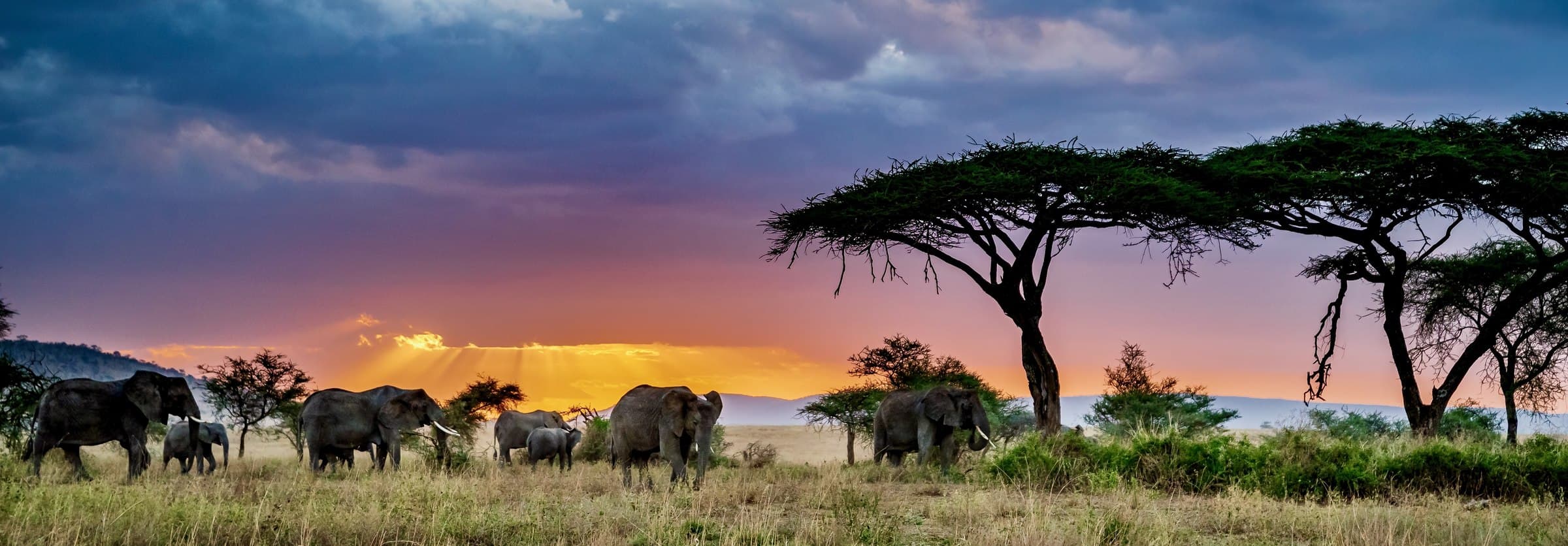 Elefantenherde in der Serengeti bei Sonnenuntergang
