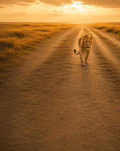 Serengeti