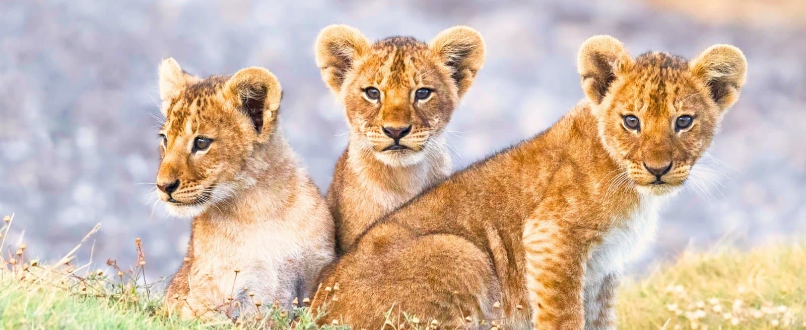 Authentische Begegnung mit der Massai-Kultur in Tansania