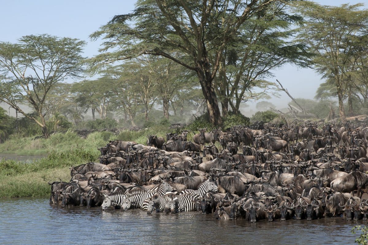 Gnuherde am Grumeti-Fluss im Western Corridor der Serengeti