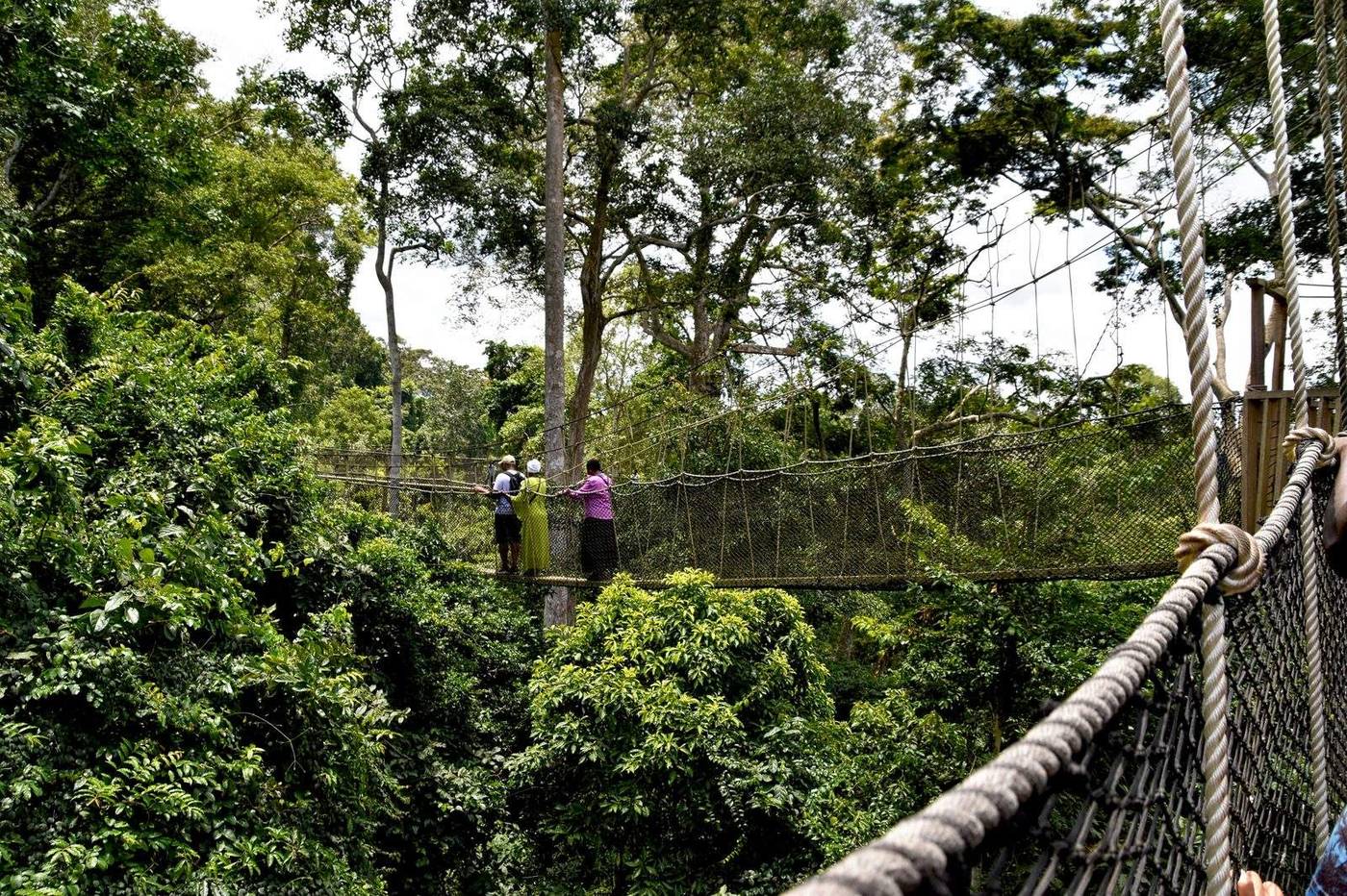 Kakum Nationalpark – Canopy Walk über Ghanas Regenwald
