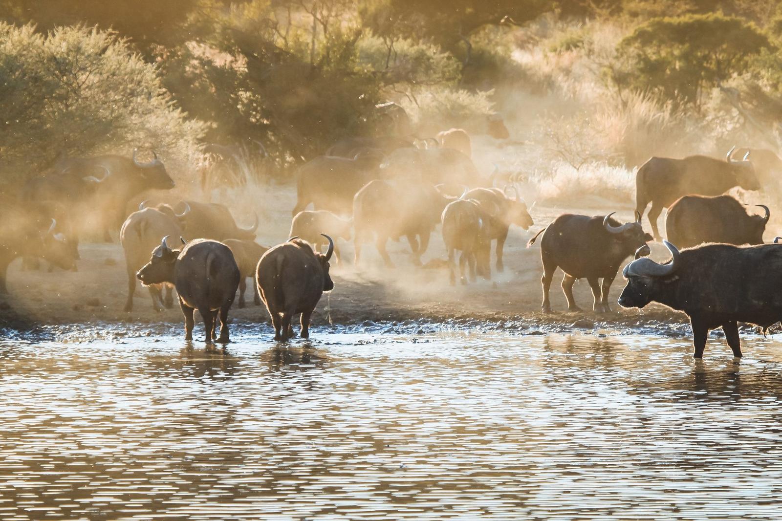 Büffelherde im Krüger-Nationalpark Südafrika – Big Five Safari
