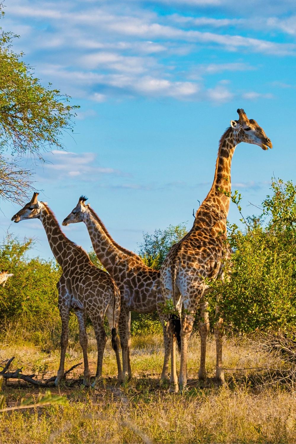 Giraffen im Busch des Krüger-Nationalparks Südafrika