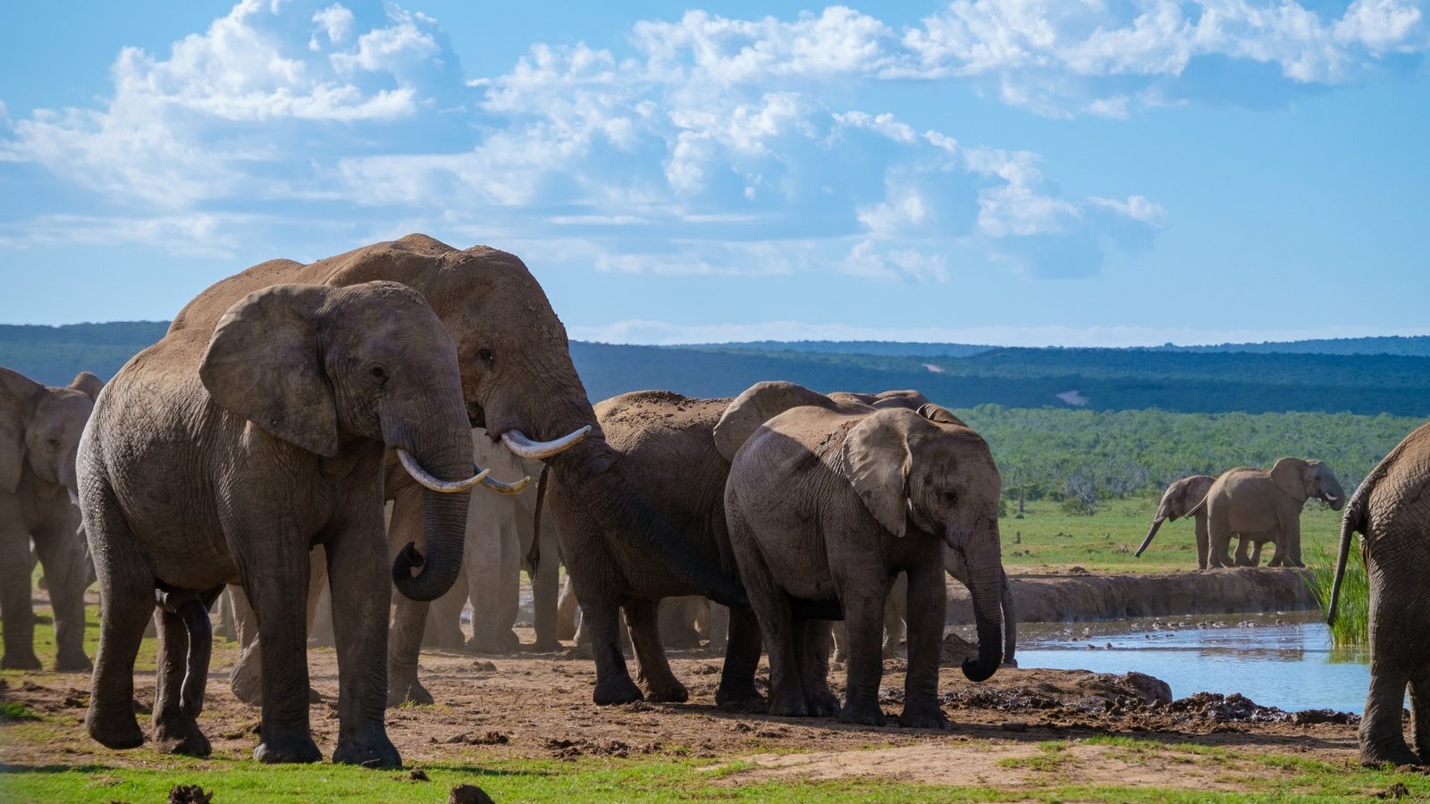 Safari im Madikwe – Wildnis pur