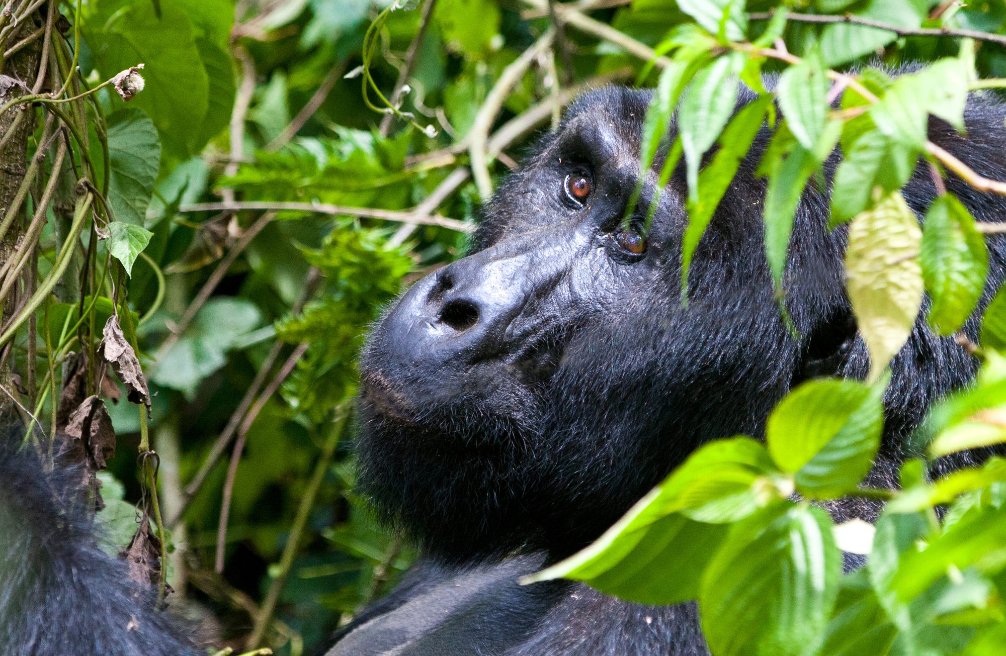 Berggorilla im Bwindi Impenetrable Forest – rund 1.000 Individuen weltweit