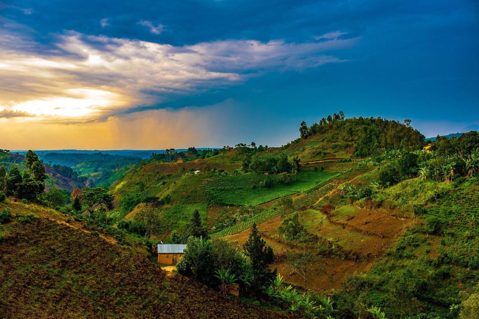 Grüne Hochlandhügel der Albertine Rift-Zone, Westuganda – Eingangsregion der Rwenzori Mountains