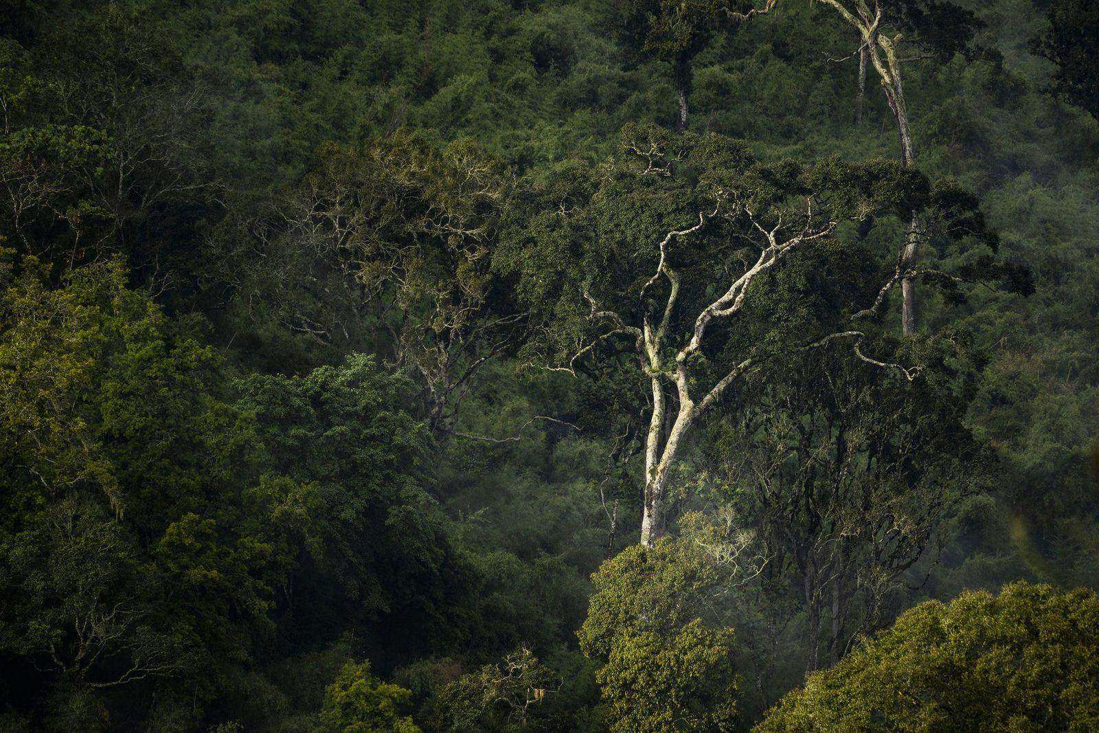 Anreise in den Bwindi Impenetrable Forest