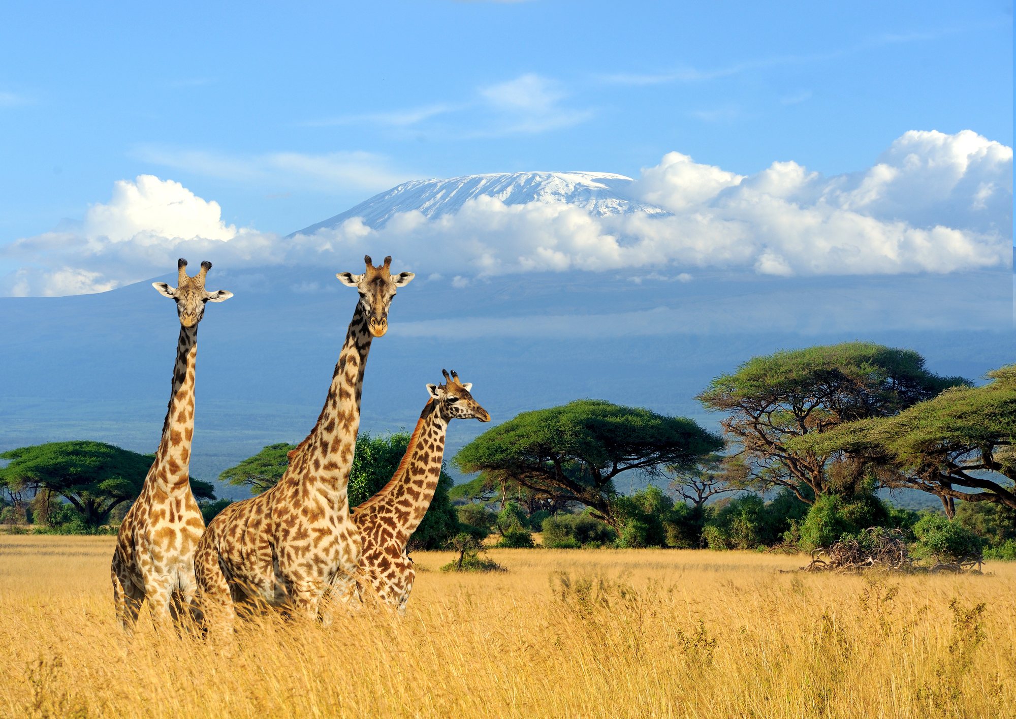 Massai-Giraffen in der Savanne vor dem schneebedeckten Kilimandscharo