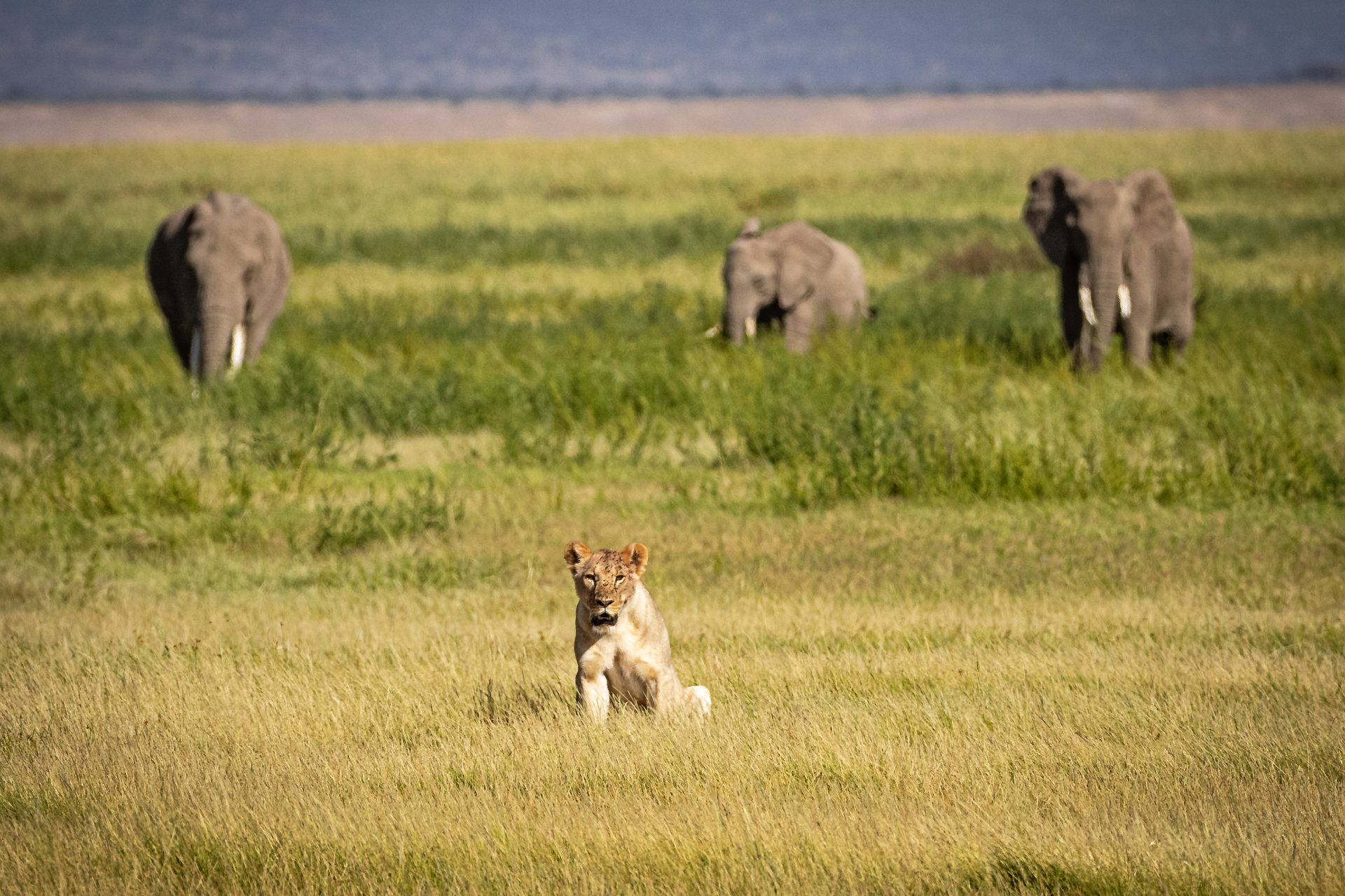 Massai Mara – Löwin mit Elefanten im Hintergrund, Kenia-Savanne